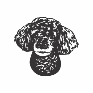 Perro Poodle (cara chico)