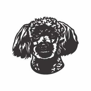 Perro Poodle (cara grande)